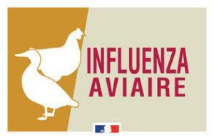 Influenza aviaire 300x196